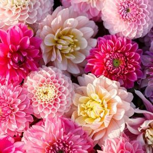 Meet your Posher, Kara